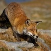 Liska obecna - Vulpes vulpes - Red Fox 2054